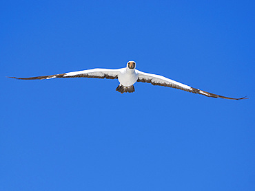 An adult Nazca Booby (Sula granti), in flight in Buccaneer Cove, Santiago Island, Galapagos Islands, UNESCO World Heritage Site, Ecuador, South America