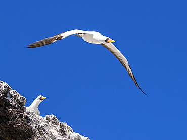 An adult Nazca Booby (Sula granti), in flight in Buccaneer Cove, Santiago Island, Galapagos Islands, UNESCO World Heritage Site, Ecuador, South America