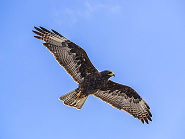 Adult Galapagos hawk (Buteo galapagoensis), on Fernandina Island, Galapagos Islands, UNESCO World Heritage Site, Ecuador, South America