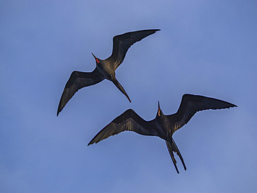 A pair of adult male great frigatebirds (Fregata minor), in flight over Fernandina Island, Galapagos Islands, UNESCO World Heritage Site, Ecuador, South America