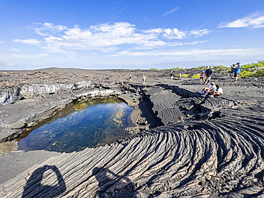 Pahoehoe lava on the youngest island in the Galapagos, Fernandina Island, Galapagos Islands, UNESCO World Heritage Site, Ecuador, South America