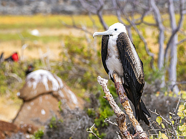 Juvenile great frigatebird (Fregata minor), perched on a tree on North Seymour Island, Galapagos Islands, UNESCO World Heritage Site, Ecuador, South America