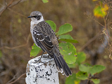 Adult Galapagos mockingbird (Mimus parvulus), in Urbina Bay, Isabela Island, Galapagos Islands, UNESCO World Heritage Site, Ecuador, South America