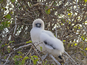 A red-footed booby (Sula sula) chick in a tree at Punta Pitt, San Cristobal Island, Galapagos Islands, UNESCO World Heritage Site, Ecuador, South America