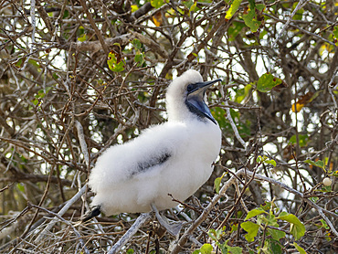 A red-footed booby (Sula sula) chick in a tree at Punta Pitt, San Cristobal Island, Galapagos Islands, UNESCO World Heritage Site, Ecuador, South America