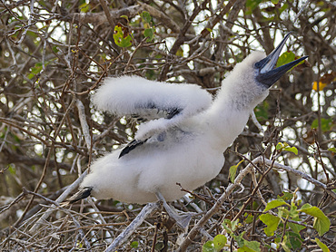 A red-footed booby (Sula sula) chick in a tree at Punta Pitt, San Cristobal Island, Galapagos Islands, UNESCO World Heritage Site, Ecuador, South America