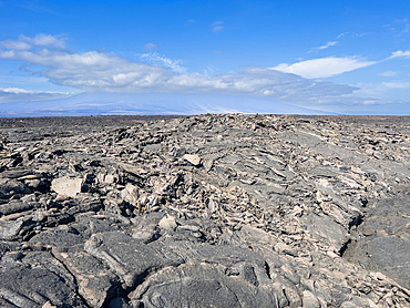 Pahoehoe lava on the youngest island in the Galapagos, Fernandina Island, Galapagos Islands, UNESCO World Heritage Site, Ecuador, South America