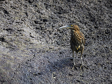 An adult Striated Heron (Butorides striata), on a rock in Buccaneer Cove, Santiago Island, Galapagos Islands, UNESCO World Heritage Site, Ecuador, South America