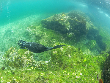 Adult flightless cormorant (Nannopterum harris), underwater at Fernandina Island, Galapagos Islands, UNESCO World Heritage Site, Ecuador, South America