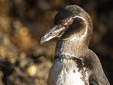 An adult Galapagos penguin (Spheniscus mendiculus), on the rocks in Urbina Bay, Galapagos Islands, UNESCO World Heritage Site, Ecuador, South America