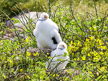 Great frigatebird (Fregata minor) chicks on the nest on North Seymour Island, Galapagos Islands, UNESCO World Heritage Site, Ecuador, South America