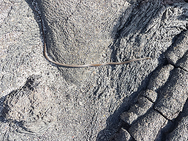 An adult Galapagos racer (Pseudalsophis biserialis) on pahoehoe lava on Fernandina Island, Galapagos Islands, UNESCO World Heritage Site, Ecuador, South America