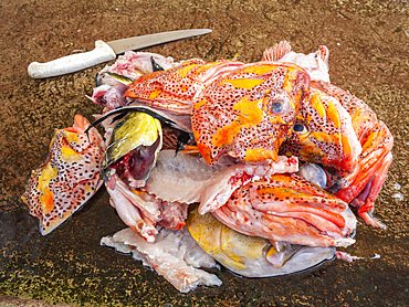 Pile of fish heads at the fish market in Puerto Azorra, Santa Cruz Island, Galapagos Islands, UNESCO World Heritage Site, Ecuador, South America