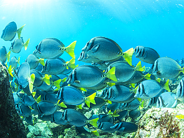 A school of razor surgeonfish (Prionurus laticlavius), on the reef at Fernandina Island, Galapagos Islands, UNESCO World Heritage Site, Ecuador, South America