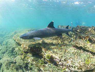 Adult whitetip reef shark (Triaenodon obesus) swimming in Puerto Egas, Santiago Island, Galapagos Islands, UNESCO World Heritage Site, Ecuador, South America