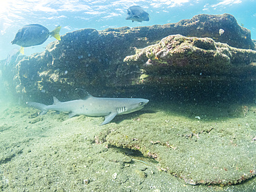 Adult whitetip reef shark (Triaenodon obesus) under a ledge in Puerto Egas, Santiago Island, Galapagos Islands, UNESCO World Heritage Site, Ecuador, South America