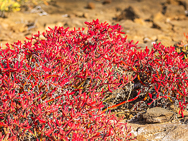 Galapagos carpet (Sesuvium edmonstonei), Punta Pitt, San Cristobal Island, Galapagos, UNESCO World Heritage Site, Ecuador, South America