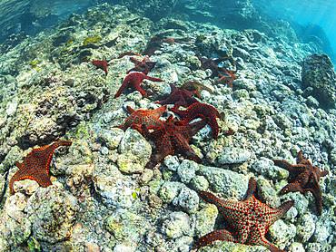 Panamic cushion star (Pentaceratser cumingi), in a scrum on Fernandina Island, Galapagos carpet (Sesuvium edmonstonei), Punta Pitt, San Cristobal Island, Galapagos, UNESCO World Heritage Site, Ecuador, South America