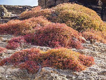 Galapagos carpet (Sesuvium edmonstonei), Punta Pitt, San Cristobal Island, Galapagos, UNESCO World Heritage Site, Ecuador, South America