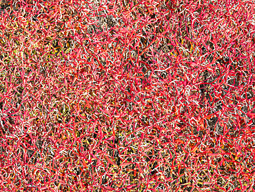 Galapagos carpet (Sesuvium edmonstonei), Punta Pitt, San Cristobal Island, Galapagos, UNESCO World Heritage Site, Ecuador, South America