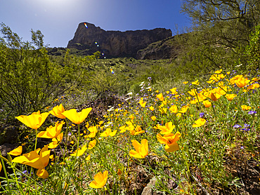 Wild flowers in bloom after a particularly good rainy season at Picacho Peak State Park, Arizona, United States of America, North America