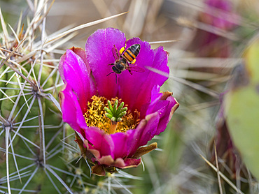 A western honey bee (Apis mellifera), on a strawberry cactus (Echinocereus enneacanthus), Big Bend National Park, Texas, United States of America, North America