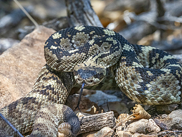 An adult Eastern black-tailed rattlesnake (Crotalus ornatus), Big Bend National Park, Texas, United States of America, North America