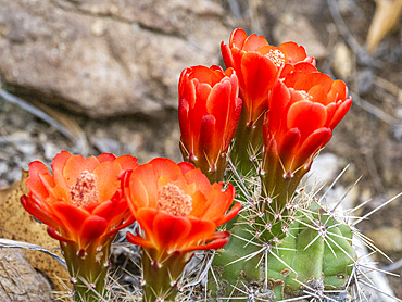 A flowering scarlet hedgehog cactus (Echinocereus coccineus), Big Bend National Park, Texas, United States of America, North America