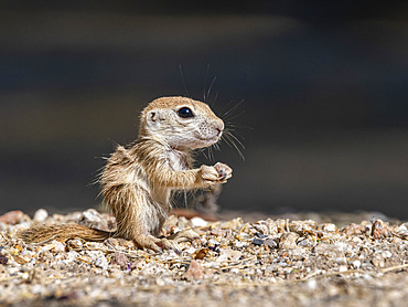 Round-tailed ground squirrel (Xerospermophilus tereticaudus), Brandi Fenton Park, Tucson, Arizona, United States of America, North America