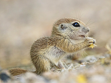 Round-tailed ground squirrel (Xerospermophilus tereticaudus), Brandi Fenton Park, Tucson, Arizona, United States of America, North America