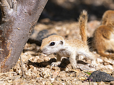 Round-tailed ground squirrel (Xerospermophilus tereticaudus), Brandi Fenton Park, Tucson, Arizona, United States of America, North America