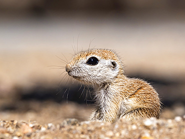 Round-tailed ground squirrel (Xerospermophilus tereticaudus), Brandi Fenton Park, Tucson, Arizona, United States of America, North America