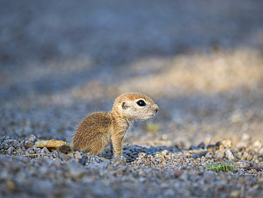 Round-tailed ground squirrel (Xerospermophilus tereticaudus), Brandi Fenton Park, Tucson, Arizona, United States of America, North America