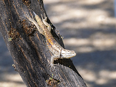 An adult desert spiny lizard (Sceloporus magister), Brandi Fenton Park, Tucson, Arizona, United States of America, North America