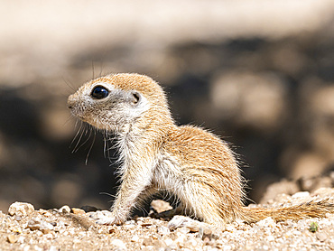 Round-tailed ground squirrel (Xerospermophilus tereticaudus), Brandi Fenton Park, Tucson, Arizona, United States of America, North America