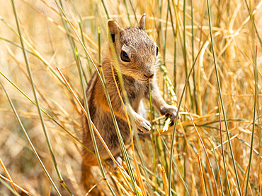 An adult golden-mantled ground squirrel (Callospermophilus lateralis), in Bryce Canyon National Park, Utah, United States of America, North America