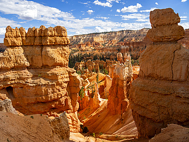 Red rock formations known as hoodoos in Bryce Canyon National Park, Utah, United States of America, North America