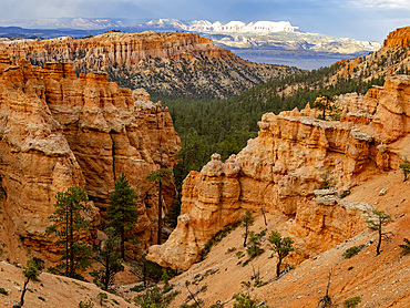 Red rock formations known as hoodoos in Bryce Canyon National Park, Utah, United States of America, North America