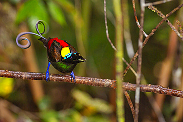 A male Wilson's bird-of-paradise (Cicinnurus respublica), in courtship display on Waigeo Island, Raja Ampat, Indonesia, Southeast Asia, Asia