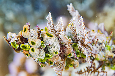 A colony of green barrel sea squirts (Didemnum molle), out over the reef off Bangka Island, Indonesia, Southeast Asia, Asia