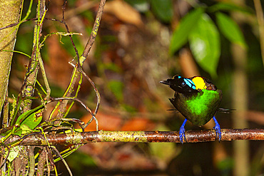 A male Wilson's bird-of-paradise (Cicinnurus respublica), in courtship display on Waigeo Island, Raja Ampat, Indonesia, Southeast Asia, Asia