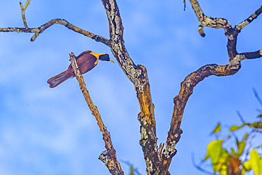 An adult female red bird-of-paradise (Paradisaea rubra), perched on Gam Island, Raja Ampat, Indonesia, Southeast Asia, Asia