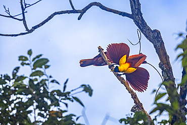 A pair of adult red birds-of-paradise (Paradisaea rubra), in courtship display on Gam Island, Raja Ampat, Indonesia, Southeast Asia, Asia