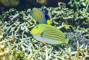 An adult striped surgeonfish (Acanthurus lineatus), on a night dive off Kri Island, Raja Ampat, Indonesia, Southeast Asia, Asia