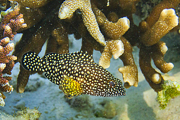 An adult specklefin grouper ( Epinephelus ongus, off Port Airboret, Raja Ampat, Indonesia, Southeast Asia, Asia