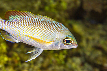 An adult pearly monocle bream (Scolopsis margaritifera), off Wohof Island at night, Raja Ampat, Indonesia, Southeast Asia, Asia