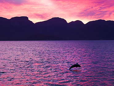 Killer whale female calf (Orcinus orca), breaching at sunset off Isla San Jose, Baja California Sur, Sea of Cortez, Mexico, North America