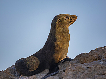 Guadalupe fur seal (Arctocephalus townsendi), at new haul out on Las Animas Island, Baja California Sur, Sea of Cortez, Mexico, North America