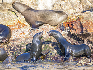 Guadalupe fur seals (Arctocephalus townsendi), at new haul out on Las Animas Island, Baja California Sur, Sea of Cortez, Mexico, North America