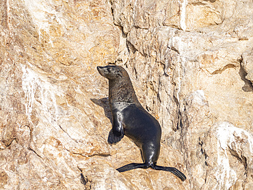 Guadalupe fur seal (Arctocephalus townsendi), at new haul out on Las Animas Island, Baja California Sur, Sea of Cortez, Mexico, North America